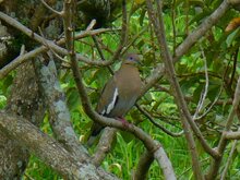 White-winged Dove